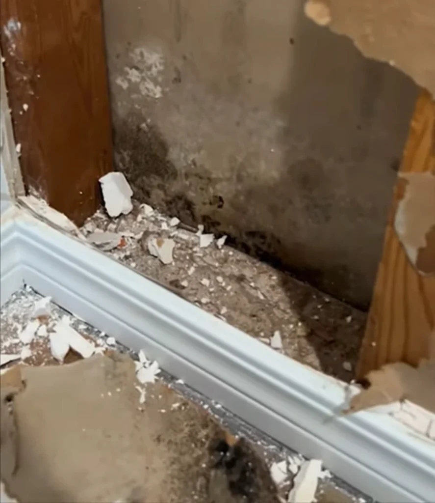 Hidden mold behind drywall Gainesville