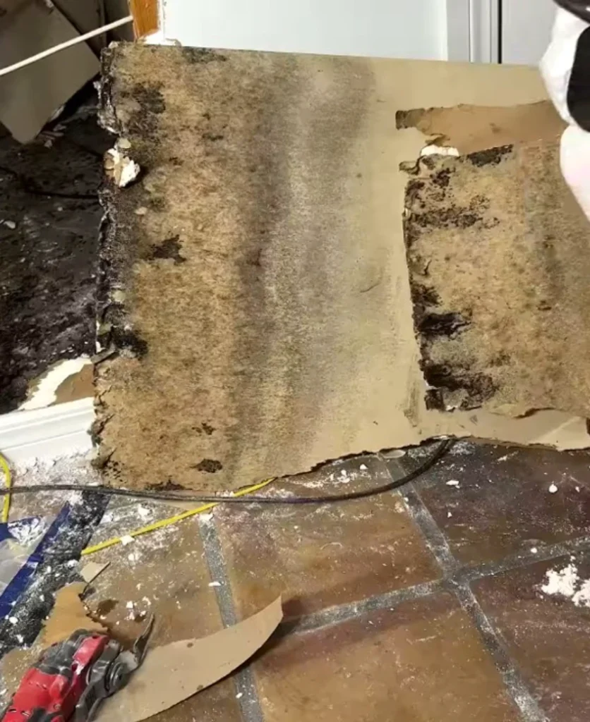 Mold growth on drywall Gainesville