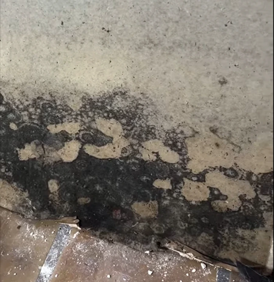 Mold removal before after Gainesville