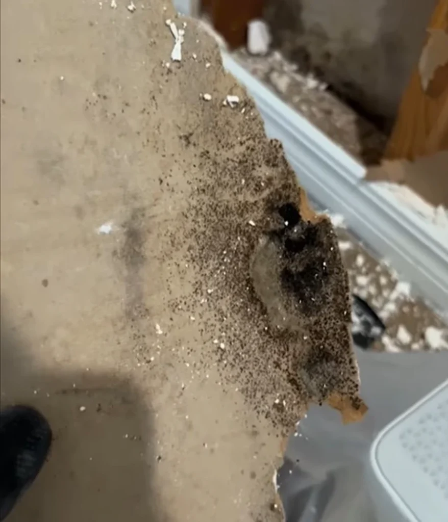 Mold behind drywall Gainesville home
