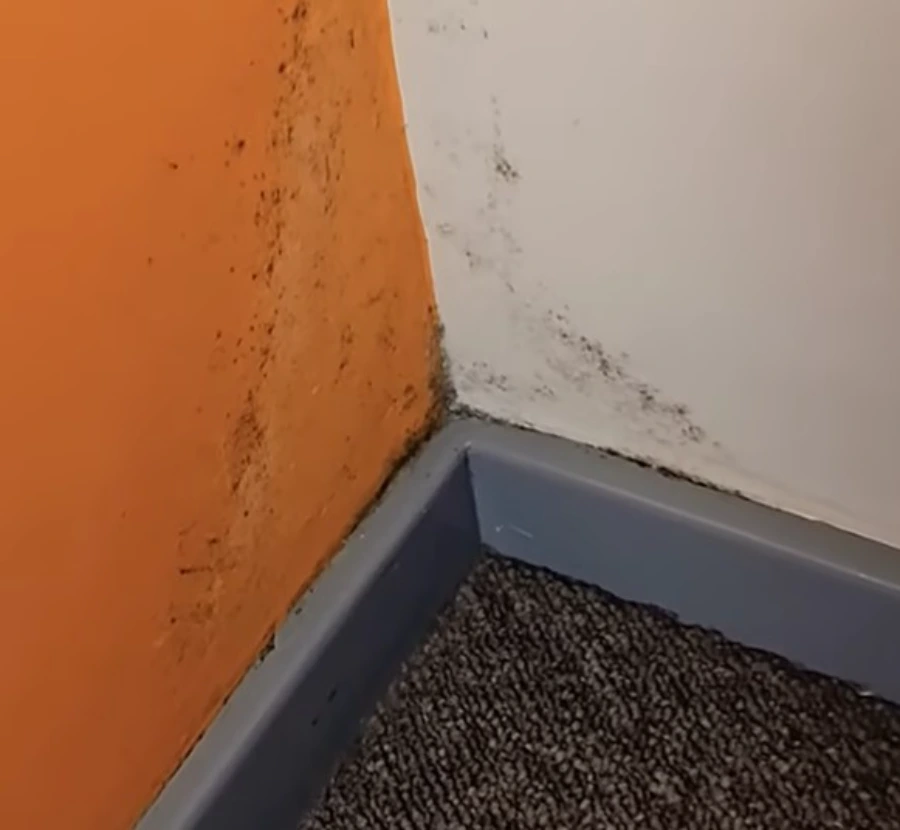 Wall cavity mold before removal in Gainesville