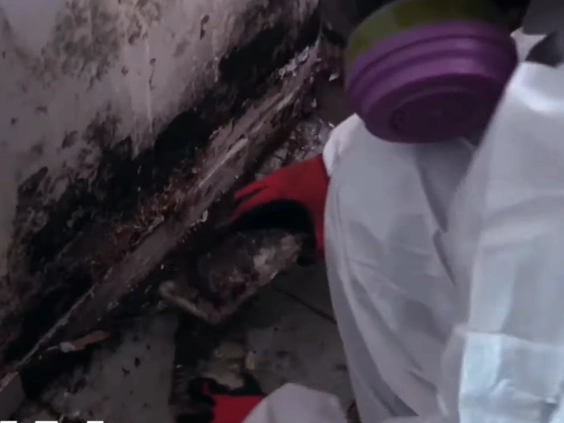 Technician in a white suit and purple respirator beside black mold growth along a wall baseboard