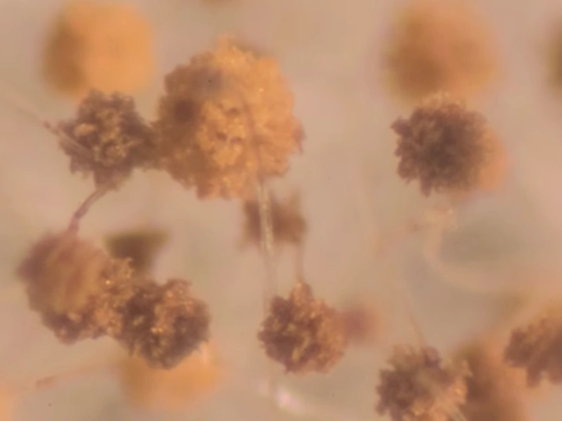 Aspergillus mold overview Gainesville