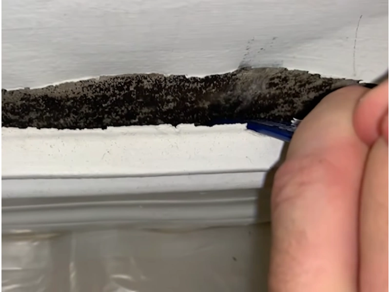 Black mold symptoms Gainesville home