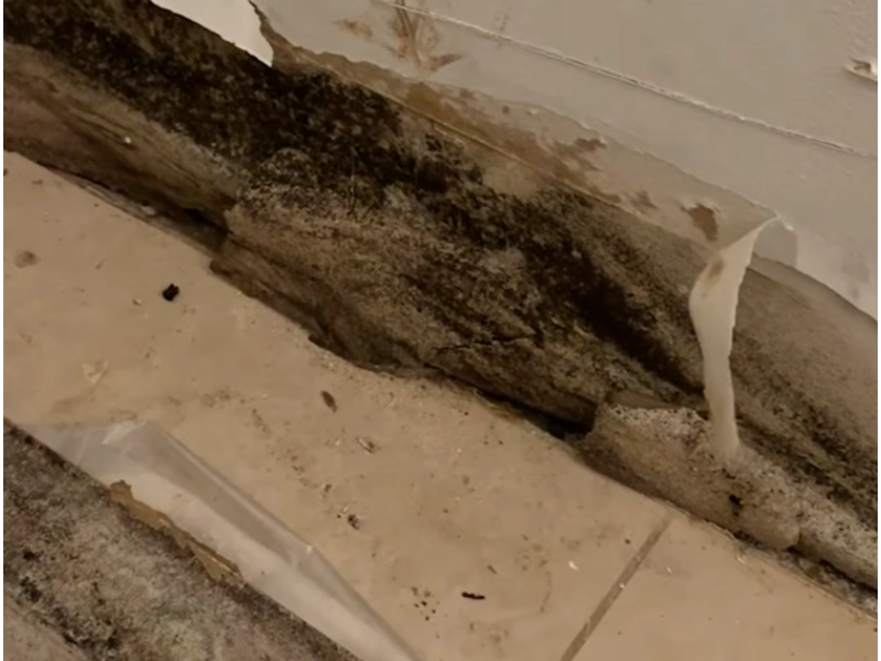 Black mold exposure Gainesville FL
