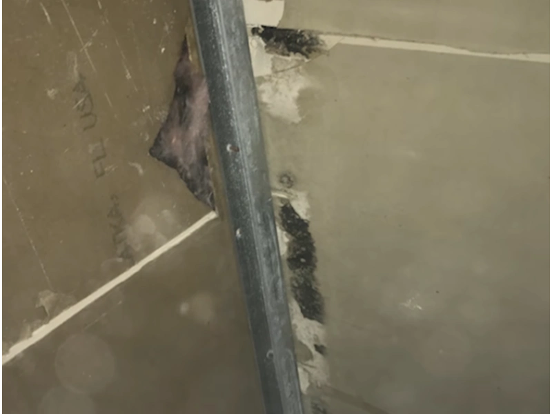 Black mold health risks Gainesville