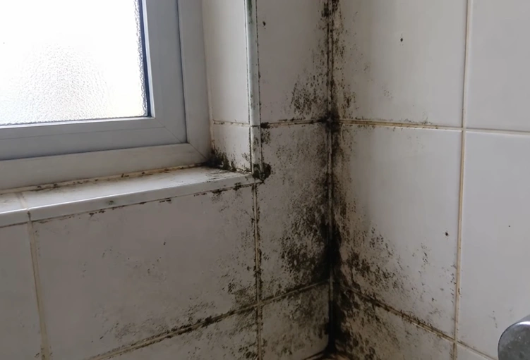 Black mold spreading across a white painted wall in a Gainesville home