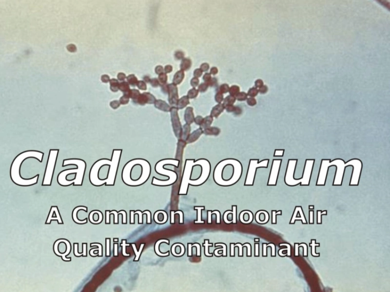 Cladosporium mold overview Gainesville