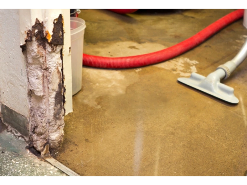 Emergency mold removal Gainesville