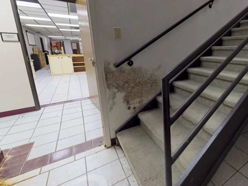 Commercial mold remediation Gainesville office