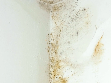 Mold inspection in Gainesville home
