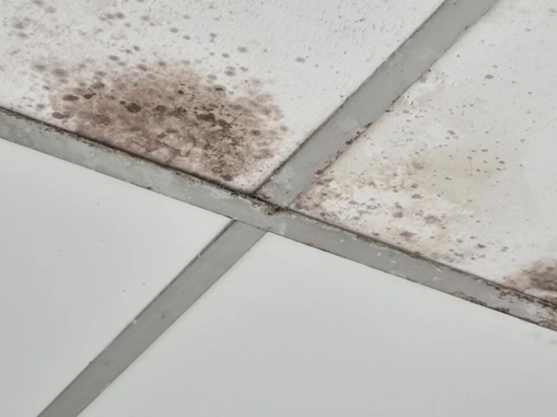 Cleaning small mold Gainesville home