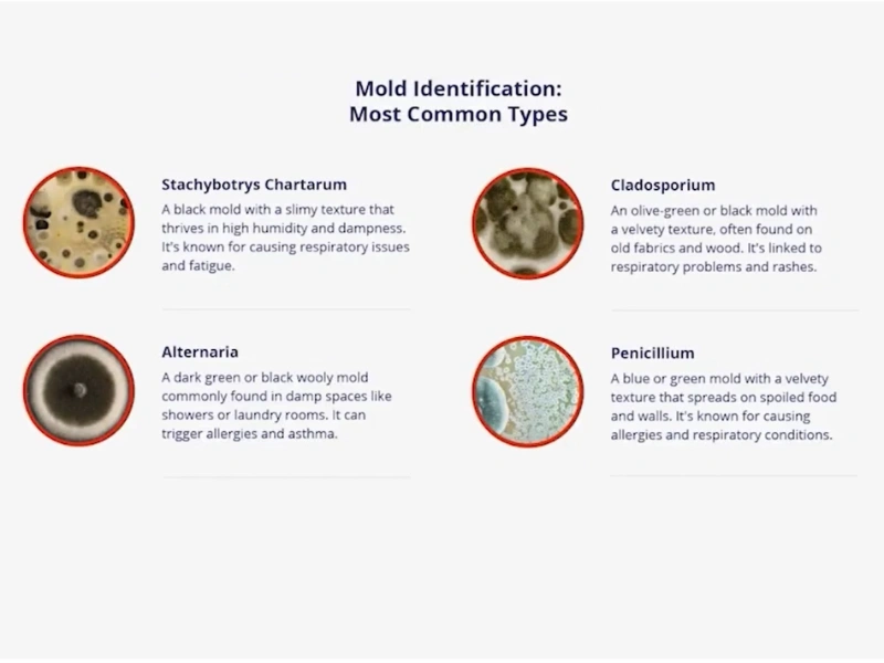 Common mold types Gainesville Florida