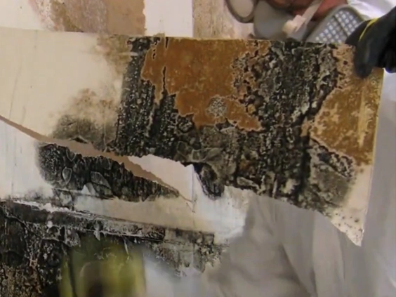 Gloved hands holding a removed piece of drywall covered in black and brown mold