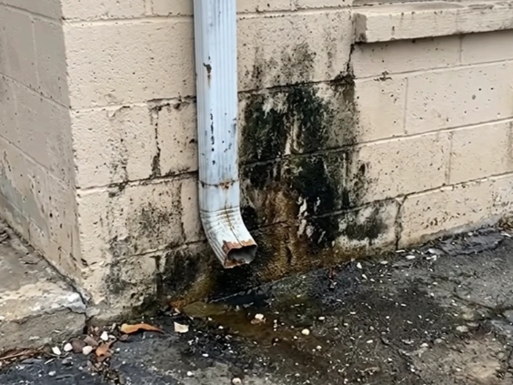 Block wall with black mold growth and wet ground around the base of a downspout