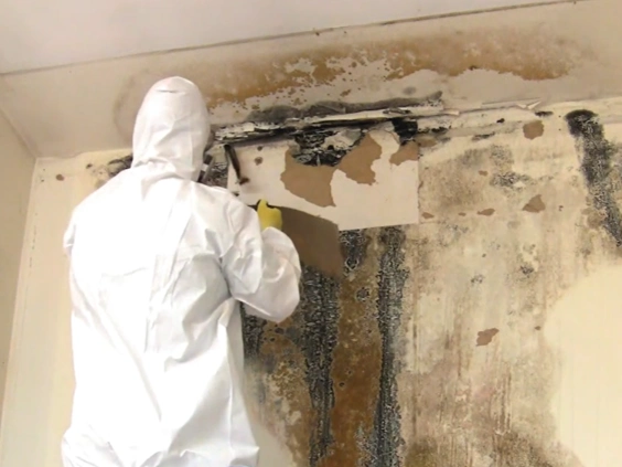 Technician in a white suit removing mold affected wall material from a wall with heavy dark growth