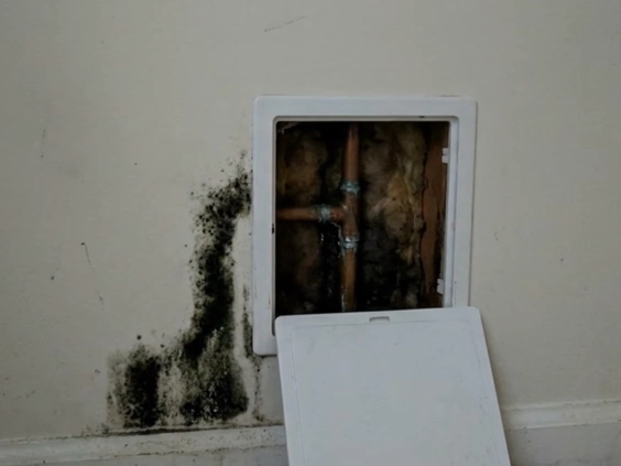 Opened wall access panel showing wet framing with black mold growth on the wall beside it