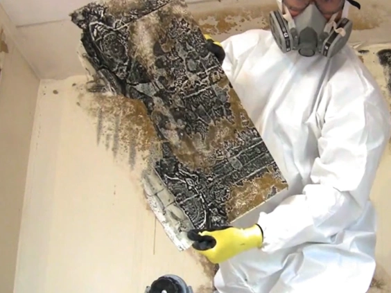 Technician in a white suit and respirator holding a mold covered wall panel in a room