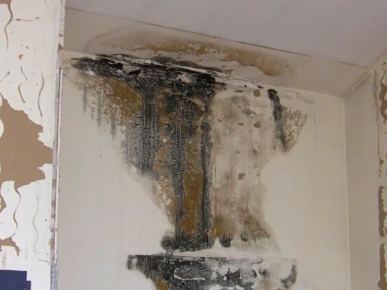 Heavy black and brown mold growth running down a wall below the ceiling, with peeling paint on the left