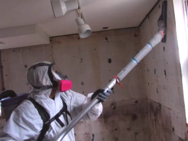 Mold remediation process Gainesville FL