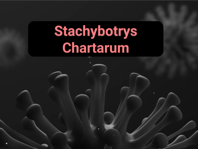 Black mold Stachybotrys Gainesville home