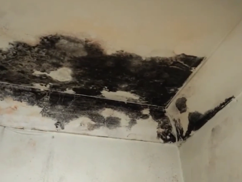 Stachybotrys black mold Gainesville