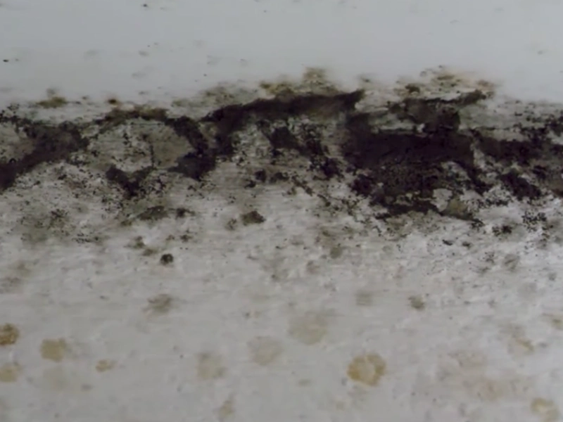 Black mold growth Gainesville home
