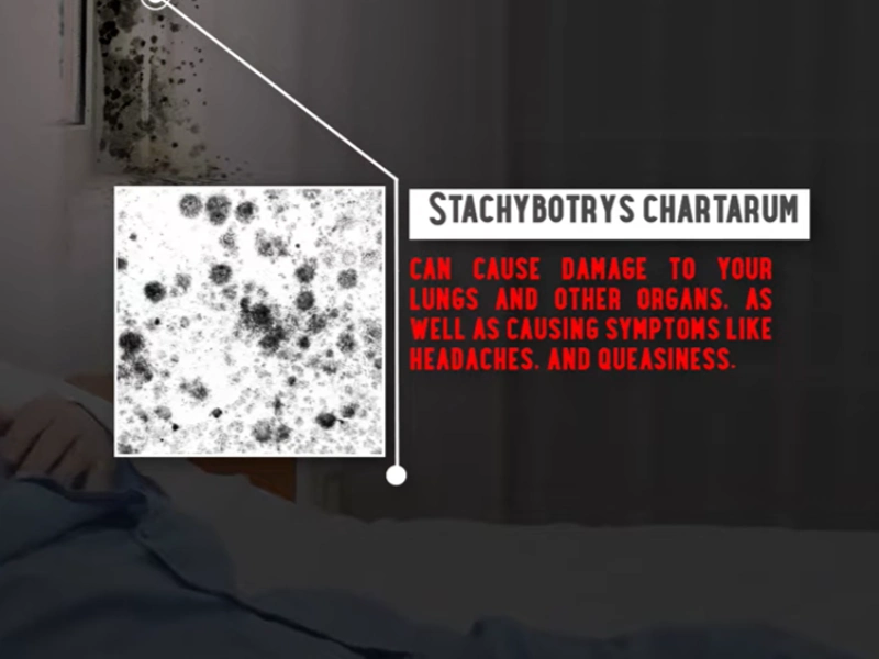 Black mold lung health Gainesville