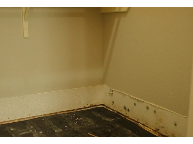 Mold after water damage Gainesville