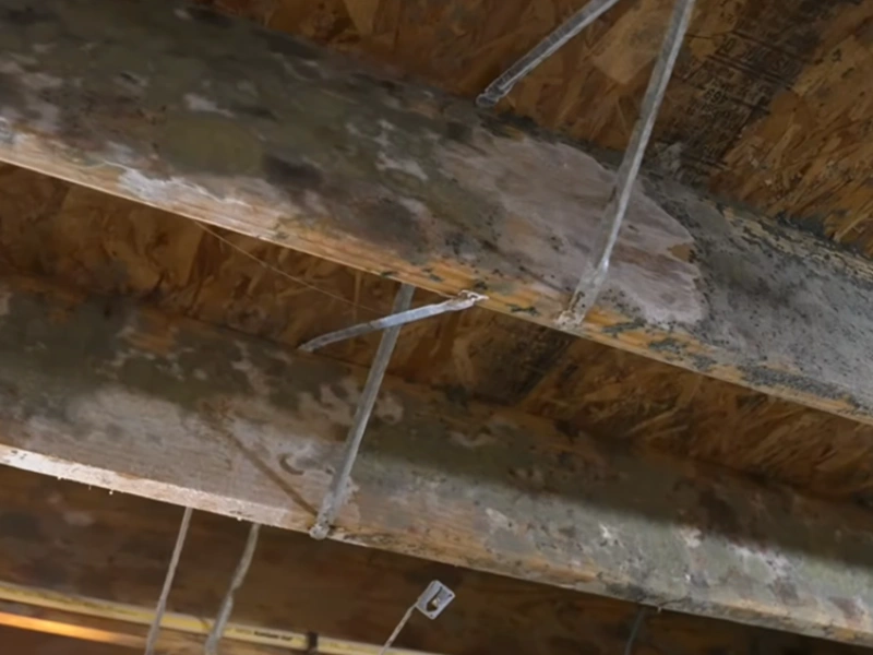 Mold on wood framing Gainesville