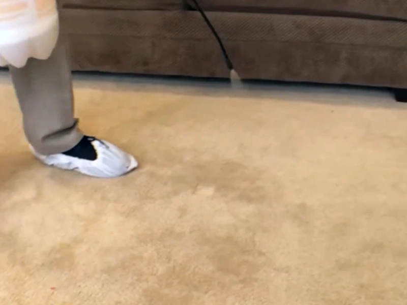 Carpet mold treatment Gainesville home